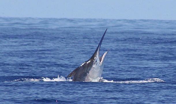 REPORT: Hot marlin bite tapers off